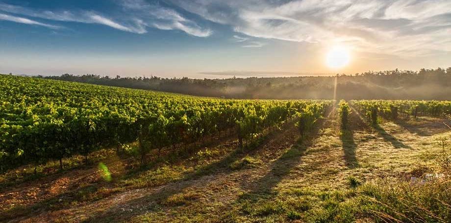 4-Things-to-Know-Before-Visiting-a-Vineyard